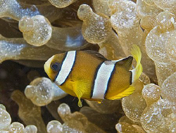 Juvenile or intermediate Clark's Anemonefish (Amphiprion ... by Jim Chambers 